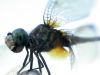 21 - 9/10 - Dragonfly by Alan Bryant
