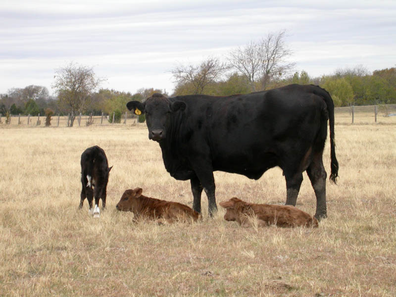 40 - Cow and Calves