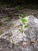 07 - Dry Creekbed by Alan Bryant