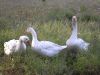 59 - Geese by Alan Bryant