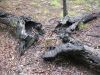 70 - Split Tree by Alan Bryant