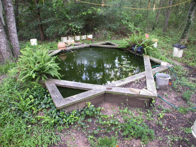 08 - Goldfish Pond
