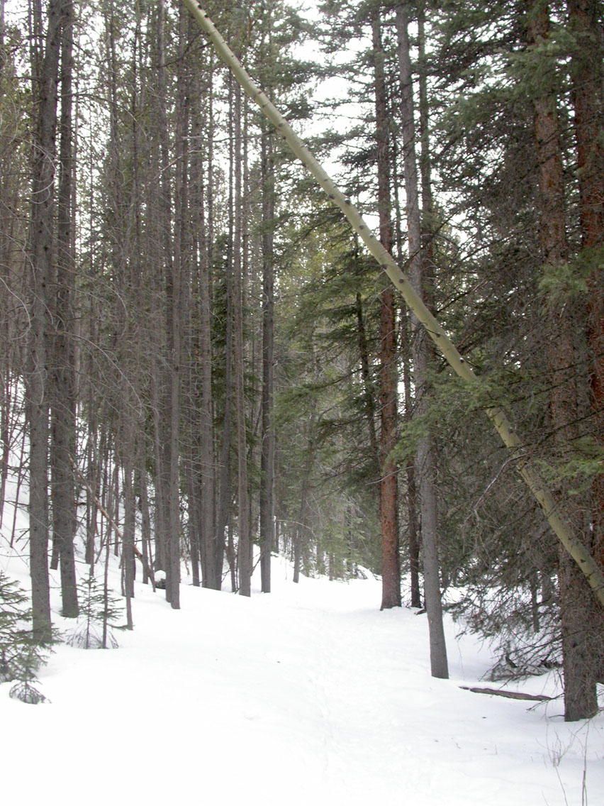 039 - Trees