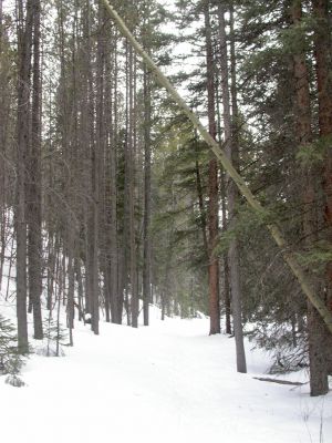 039 - Trees
