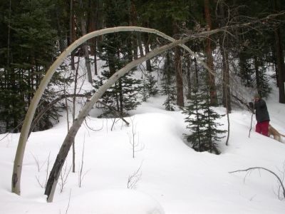 046 - Evan Bending Tree