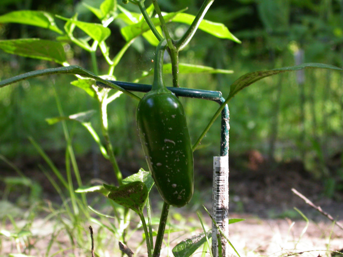 59 - 5/11 - Jalape�o