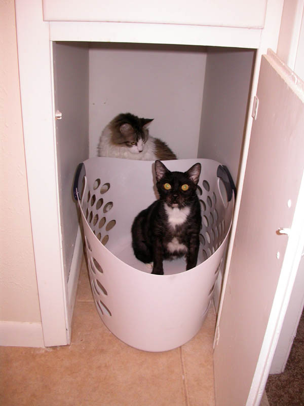 08/09 - 01 Brave Kitties