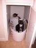 08/09 - 01 Brave Kitties by Alan Bryant