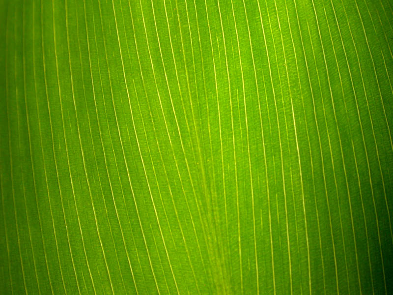 26 - Light Through Leaf