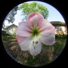 01 - Flower (2) by Alan Bryant