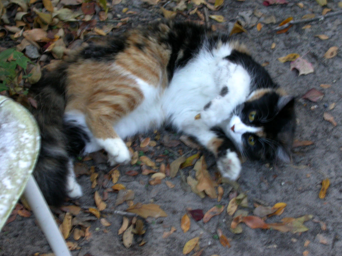 06 - 11/10 - Lily Sand Bath