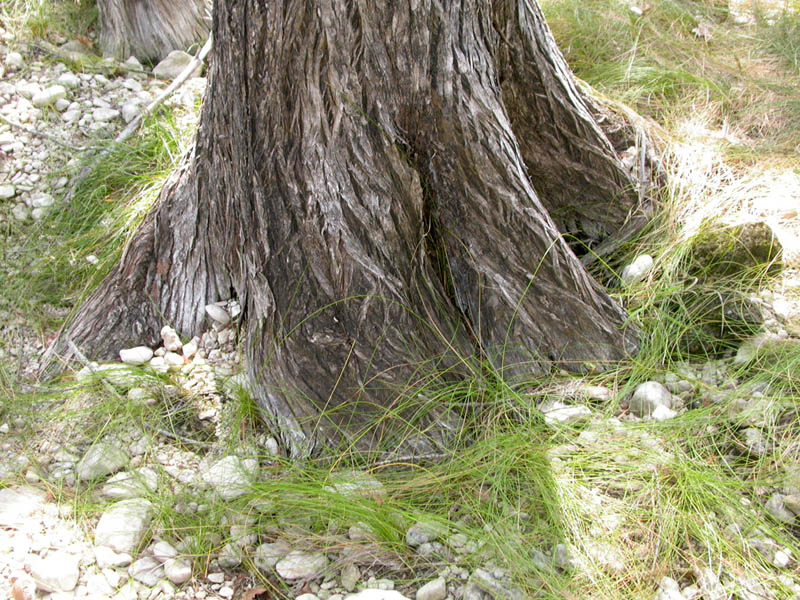 010 - Cypress Roots
