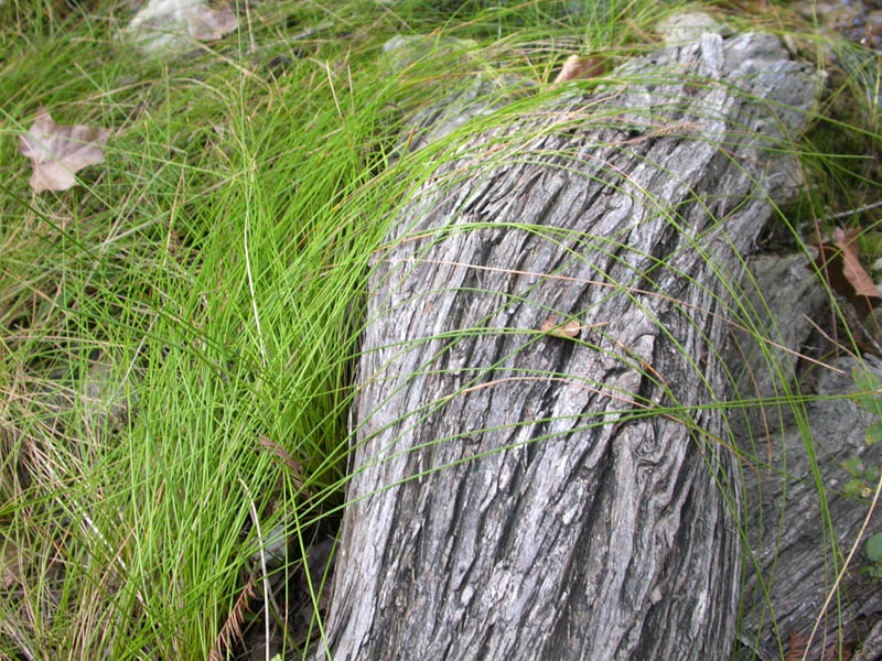062 - Roots and Grass