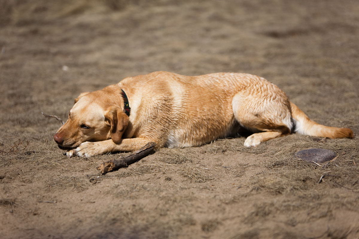 207 - Cheyenne with Stick