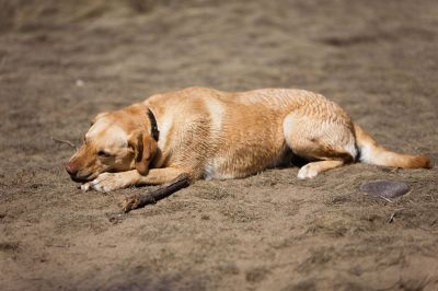 207 - Cheyenne with Stick