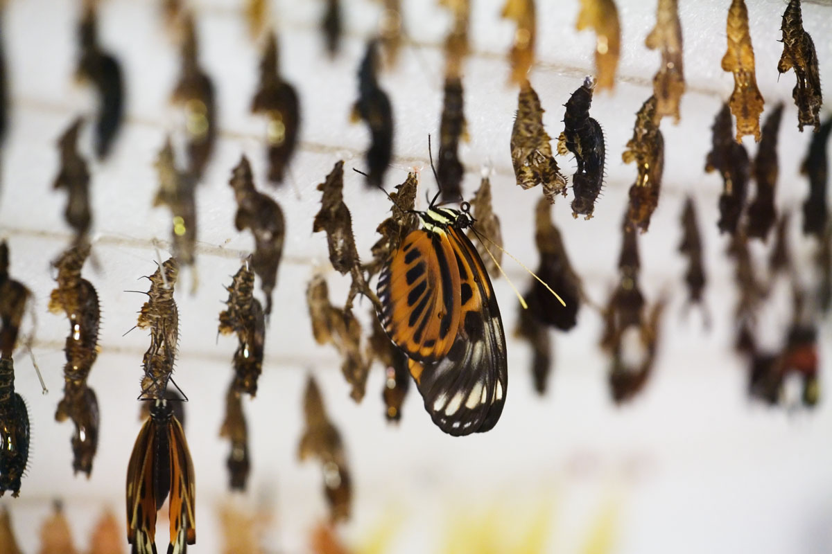 001 - Emerging Butterfly