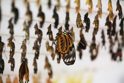 001 - Emerging Butterfly