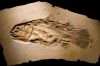 066 - Fossil Fish by Alan Bryant