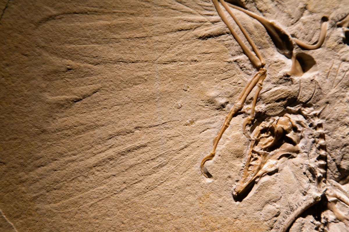 090 - Archaeopteryx Detail