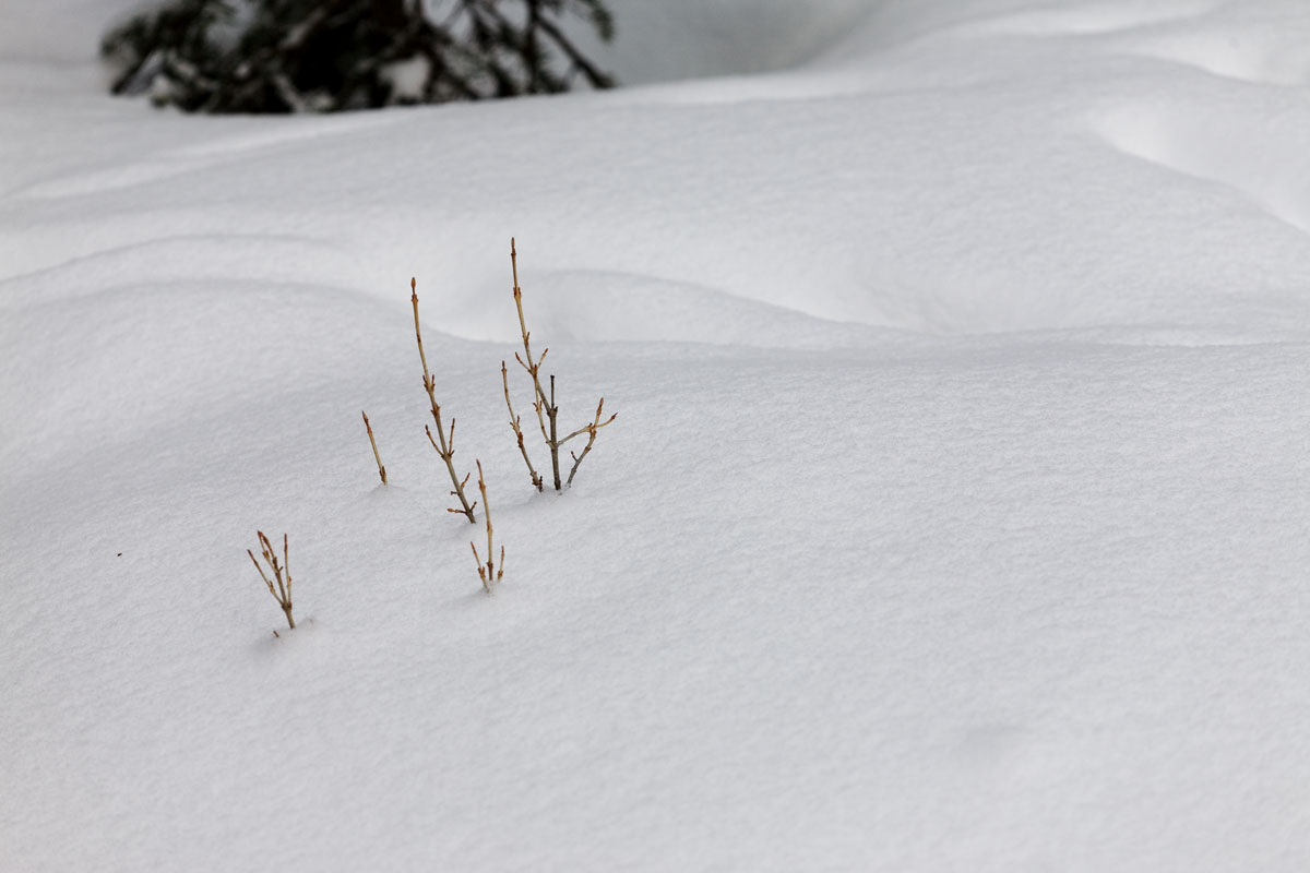 101 - Bush Under Snow