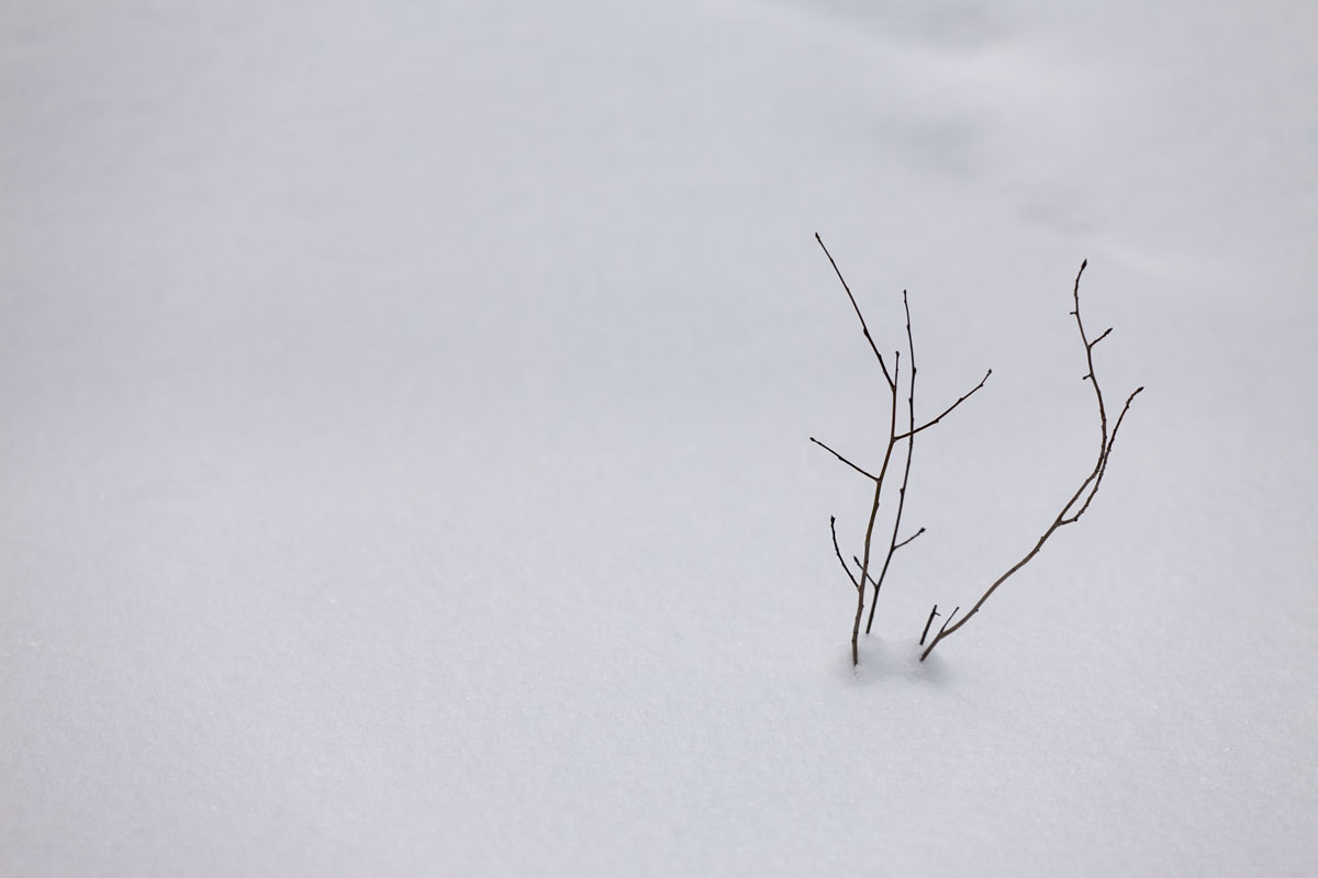 102 - Branches In Snow