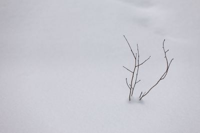 102 - Branches In Snow