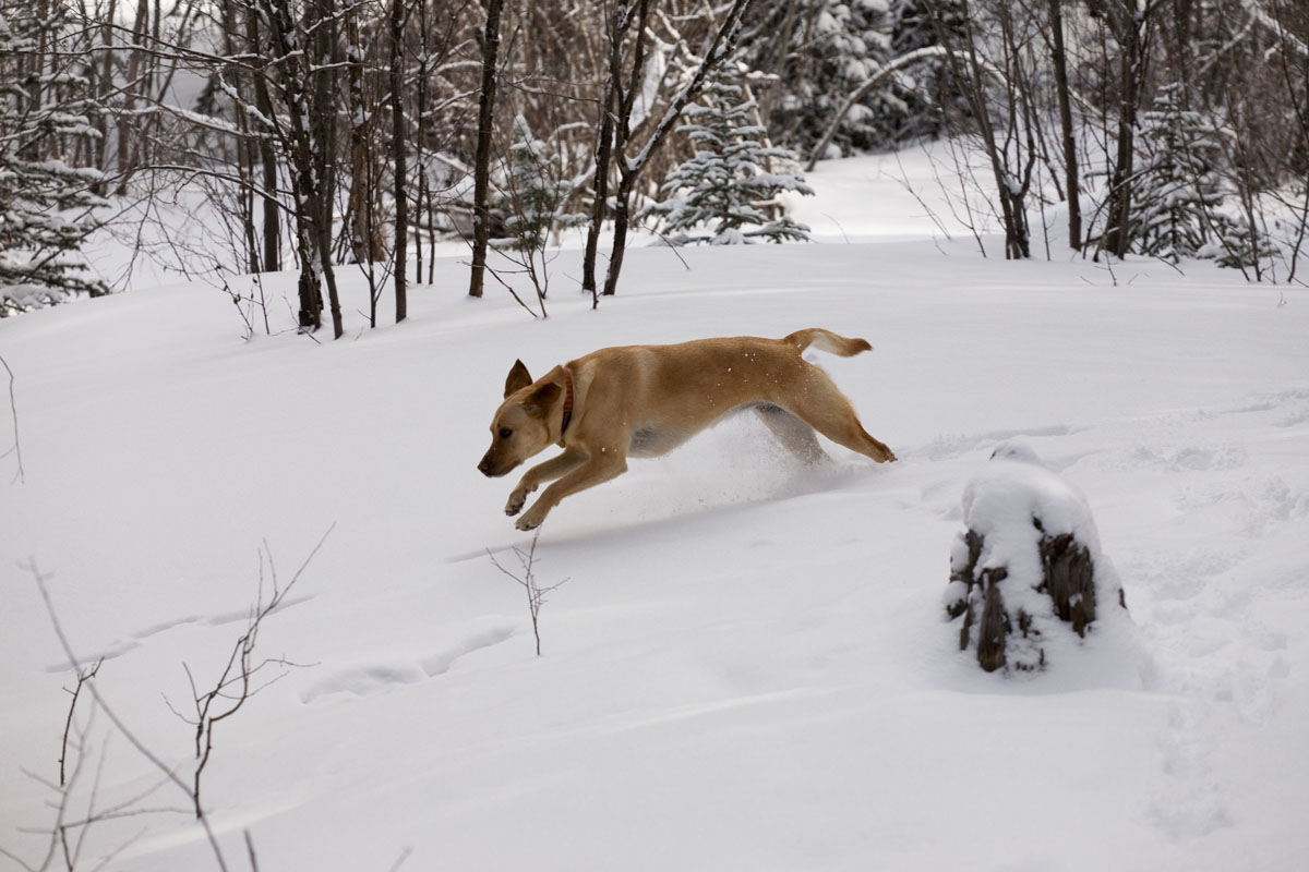 105 - Cheyenne Running