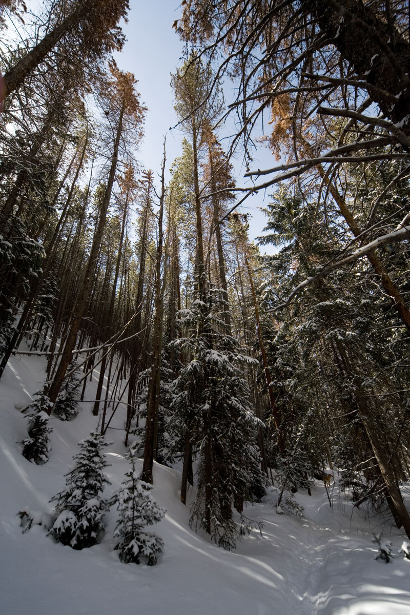 132 - Trees Without Specular Flare