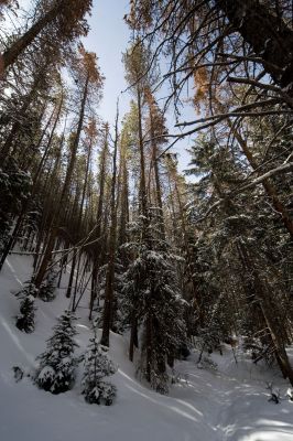 132 - Trees Without Specular Flare