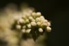 03 - Buds by Alan Bryant