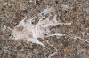 31 - Splat by Alan Bryant