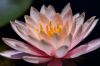 13 - Lotus by Alan Bryant