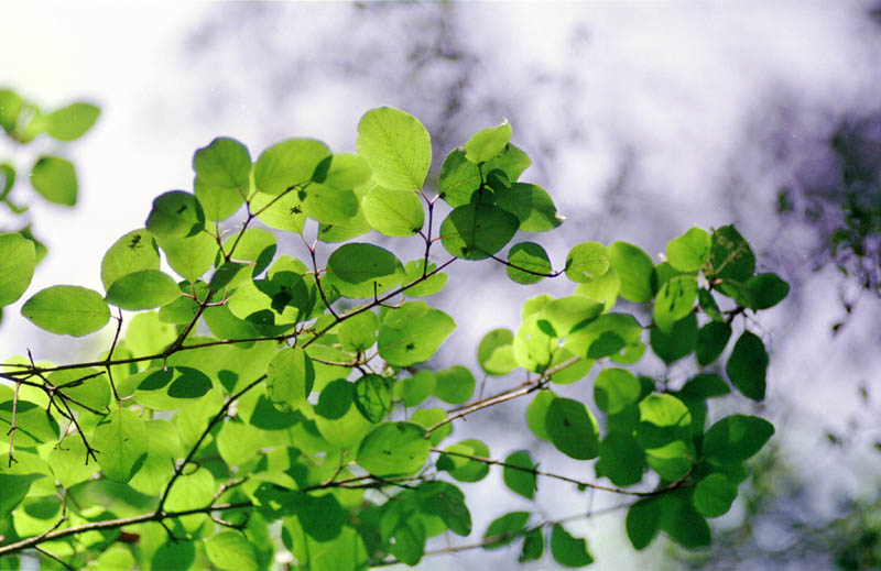 07 - Light Through Leaves