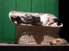 027 - Nap by Alan Bryant