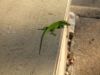 01 - Lizard by Alan Bryant