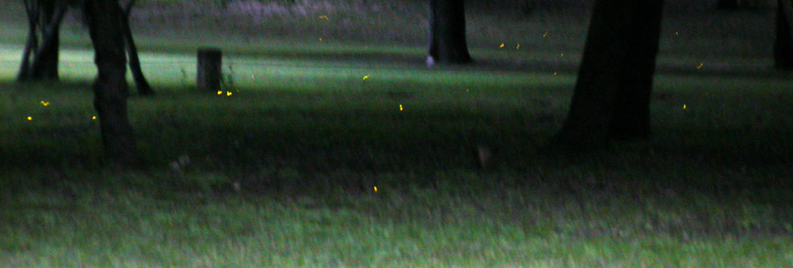 07 - Fireflies