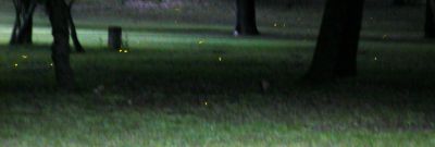 07 - Fireflies