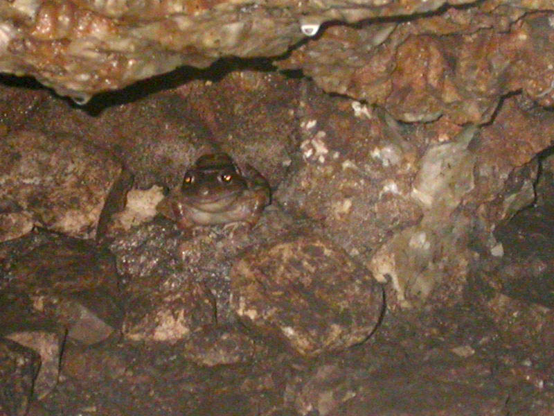 26 - Cave Frog