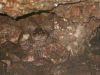 26 - Cave Frog by Alan Bryant