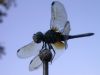 19 - 9/10 - Dragonfly by Alan Bryant