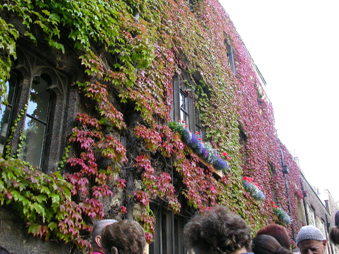 013 - London Ivy