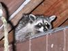 09/21 - 02 - Raccoon by Alan Bryant