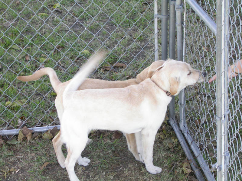 07 - Dogs