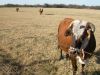 11 - Cows by Alan Bryant