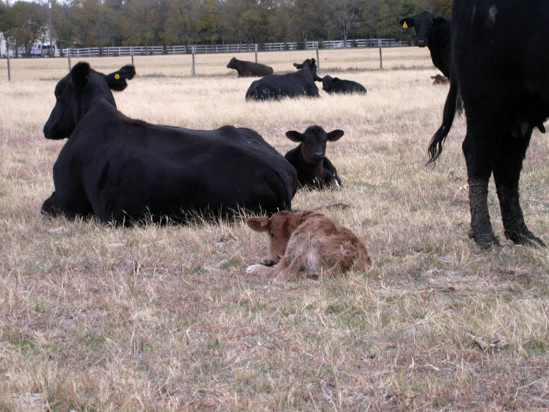 35 - Newborn Calf