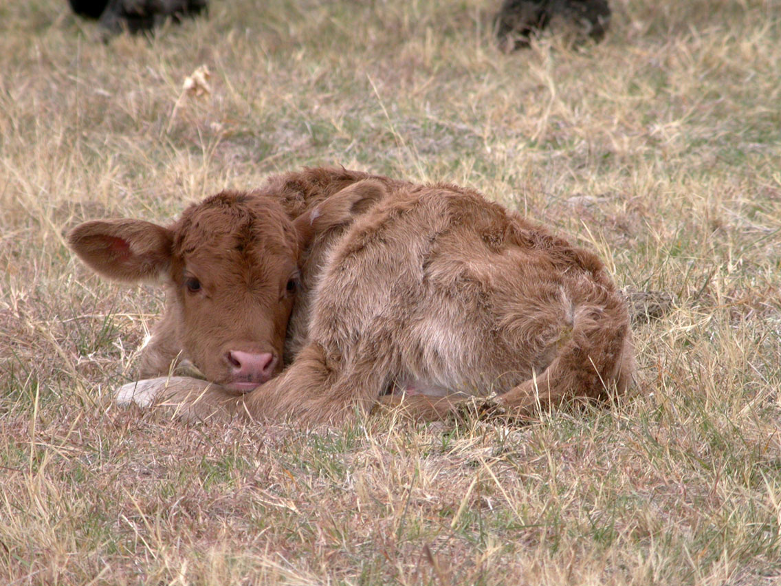 36 - Newborn Calf