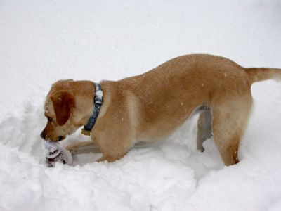 14 - Cheyenne's New Toy