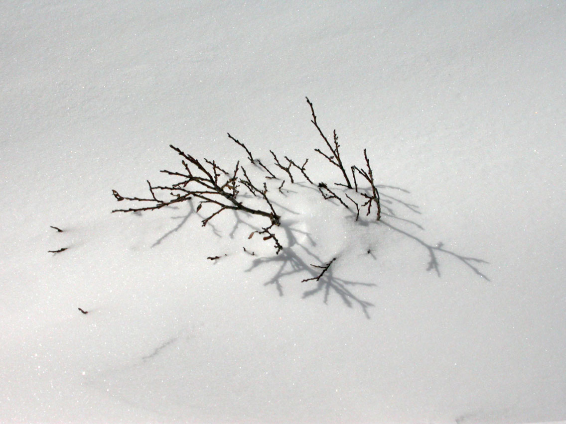 36 - Buried Plant