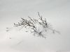 36 - Buried Plant by Alan Bryant