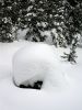 45 - Buried Tree by Alan Bryant